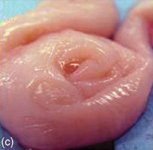 Sheep Artificial Insemination